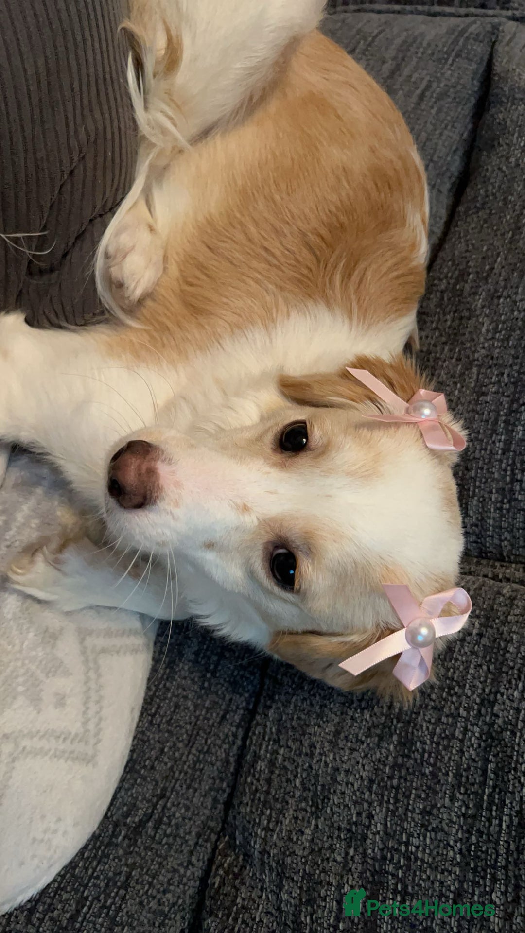 Mixed Breed dogs for sale: amalia - Advert 9