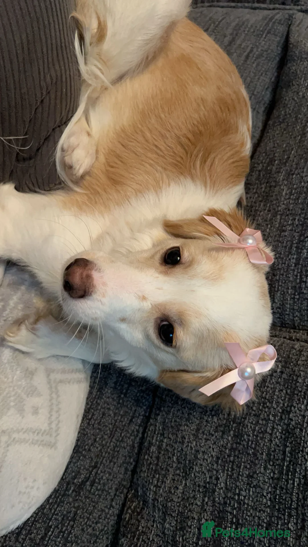 Mixed Breed dogs for sale: amalia - Advert 9