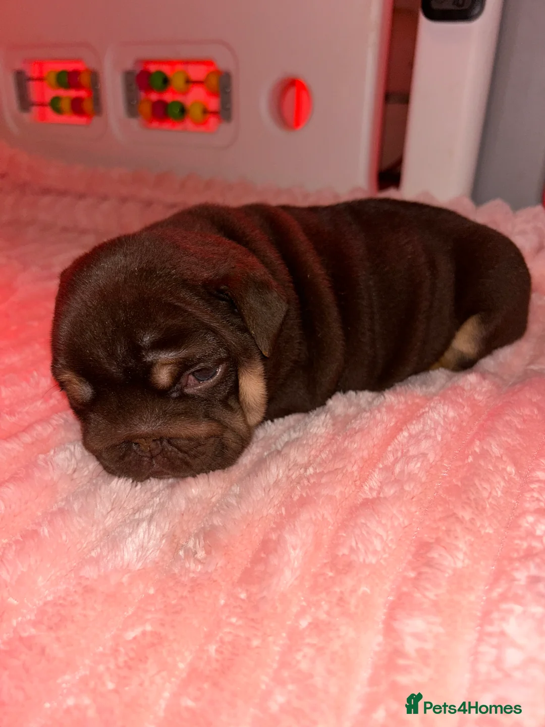 English Bulldog dogs for sale: Darla x Kobe litter of 5 - Advert 4