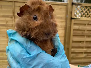 Guinea Pig rodents Guinea Pigs - Advert 12