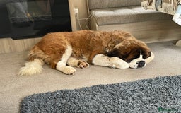 Saint Bernard dogs for sale: Stunning KC reg Saint Bernard puppies  - Image 18