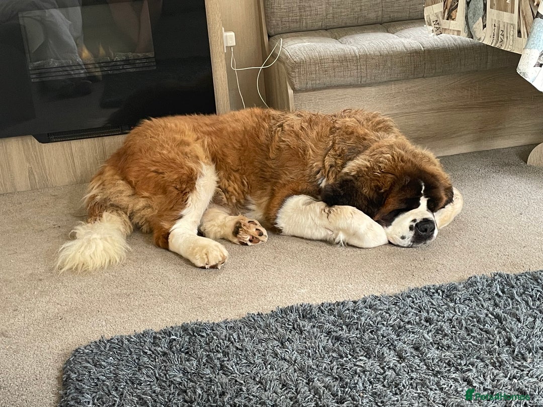 Saint Bernard dogs for sale: Stunning KC reg Saint Bernard puppies  - Image 18