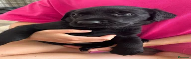 Labrador Retriever 1