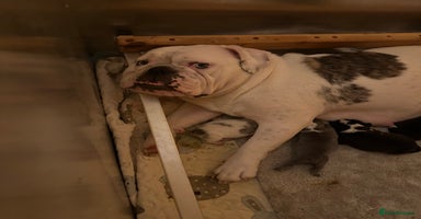 English Bulldog dogs - Advert 4