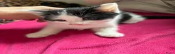 Mixed Breed cats for sale: 3 lovely kittens  - Advert 3
