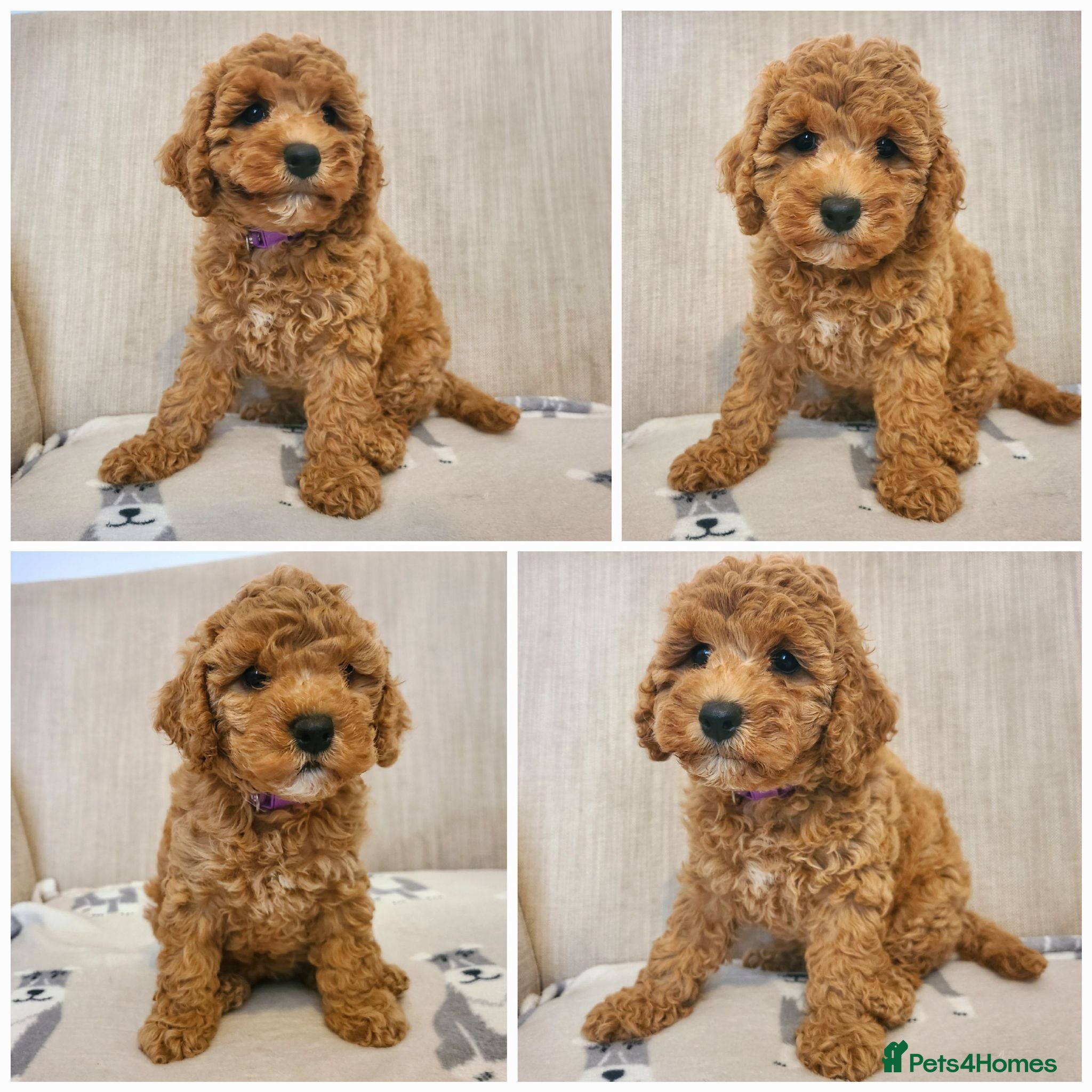 Cavapoo dogs Beautiful Health Tested Cavapoo Puppies - Advert 1