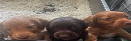 Cocker Spaniel dogs for sale: Working Cocker Spaniel Pups For Sale  - Advert 3