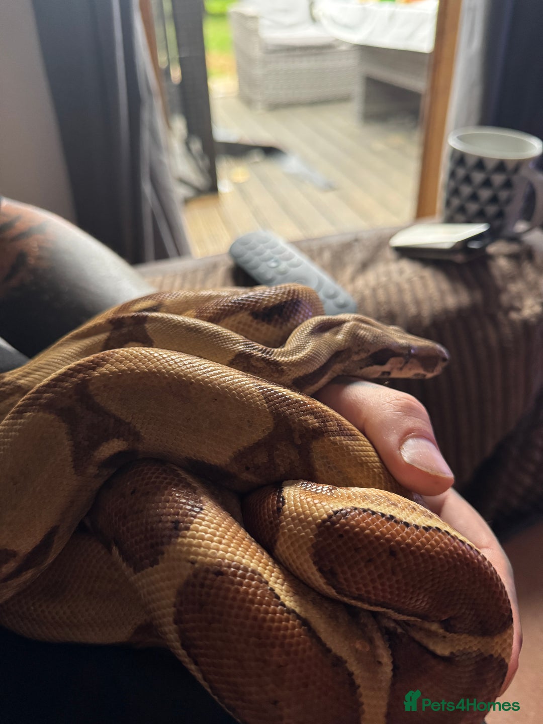 Boa Snake reptiles for sale: 2x Hypo Boas with setups - Image 3