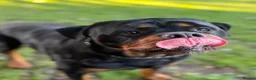 Rottweiler dogs for stud: Champion Bloodline Rottweiler Stud - Advert 1