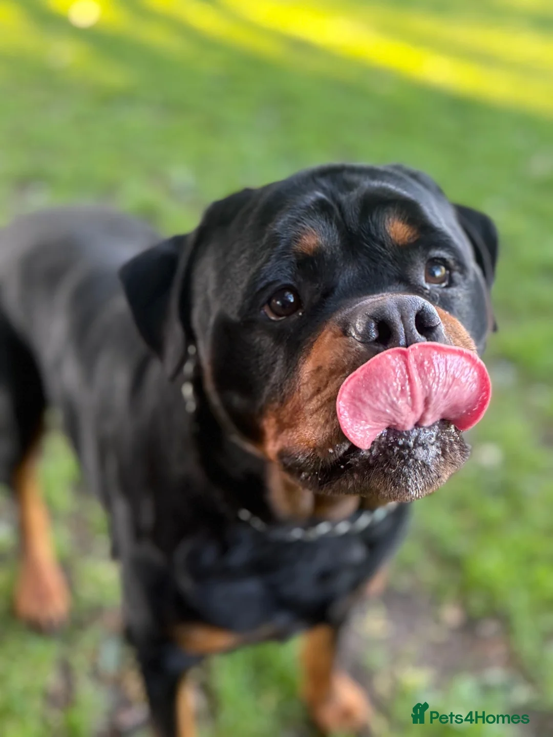 Rottweiler dogs for stud: Champion Bloodline Rottweiler Stud - Advert 1