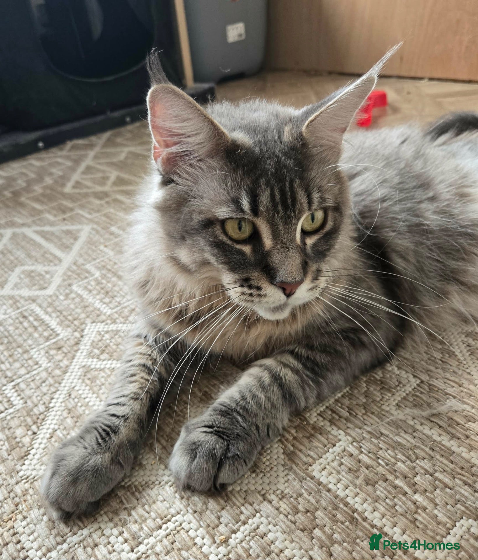 Maine Coon cats Pinky is looking for forever home. - Advert 1