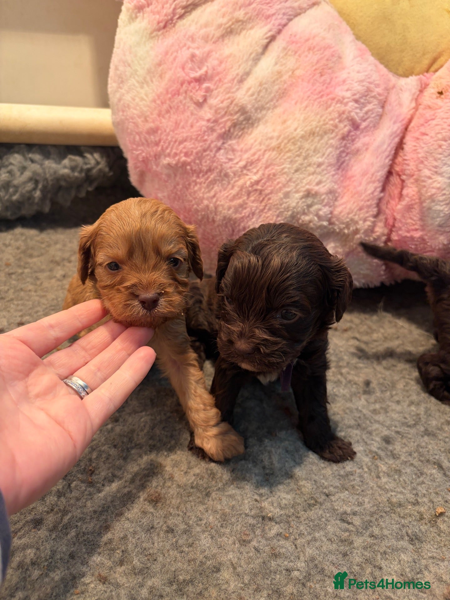Cavapoo dogs 🤎Chocolate F1 ExtensivelyHealthTested  - Advert 9