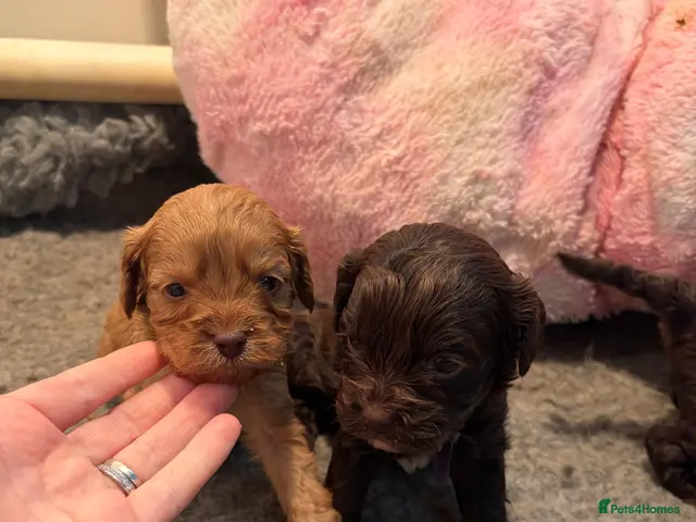 Cavapoo dogs 🤎Chocolate F1 ExtensivelyHealthTested - Advert 5