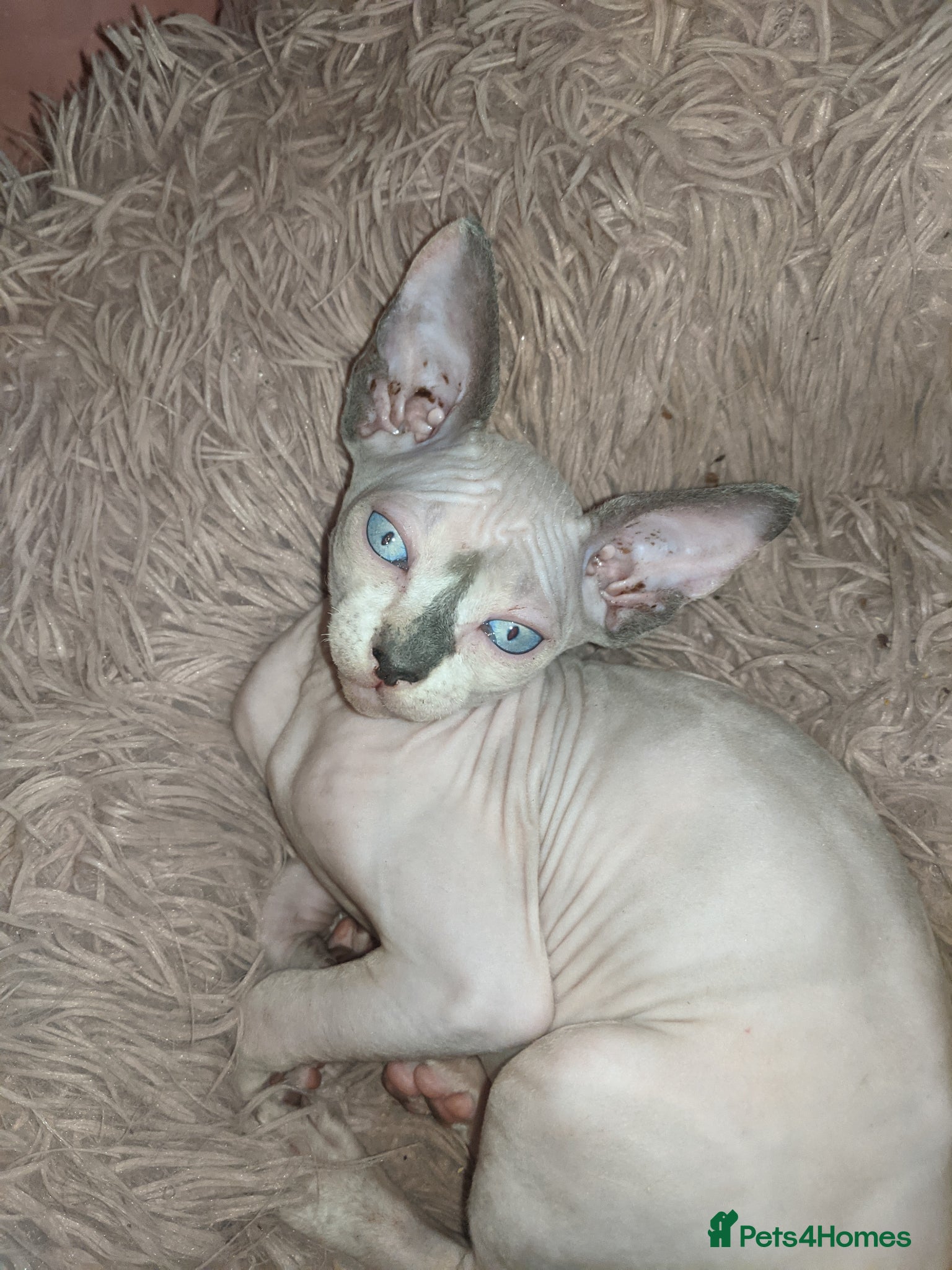 Sphynx cats Last White cream girl is available, sky blue eyes  - Advert 1
