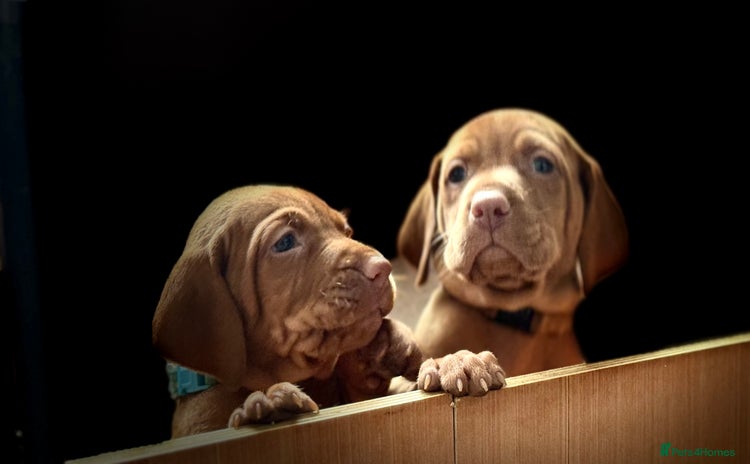 Hungarian Vizsla dogs - Advert 1