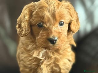 Cockapoo dogs Beautiful Apricot Toy Cockapoo – KC Reg Parents - Advert 1