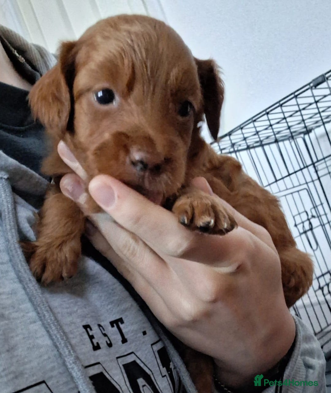 Cockapoo dogs for sale: ** ADORABLE COCKAPOO PUPPIES ** - Advert 4