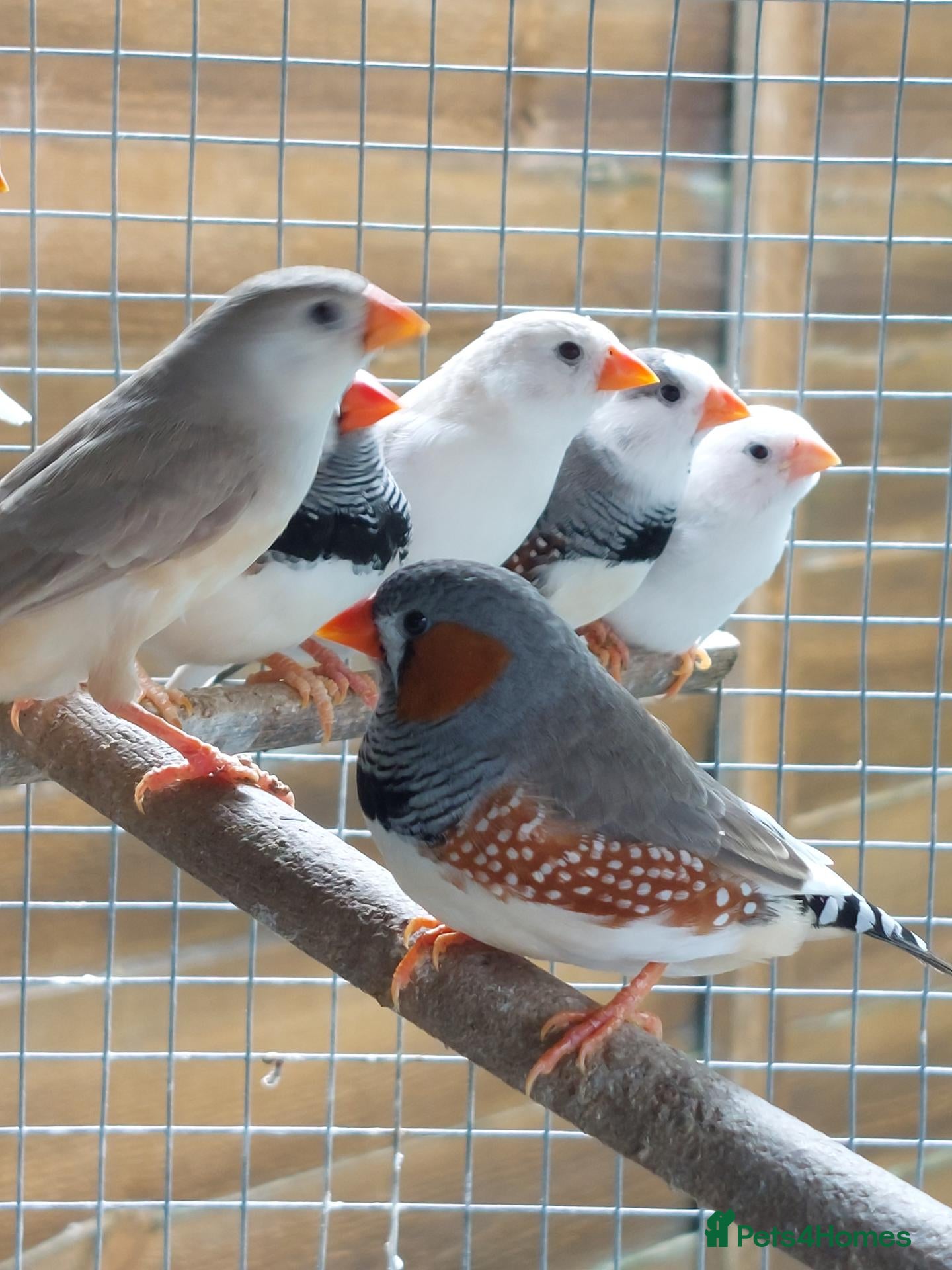 Finches birds Zebra Finches  - Advert 9