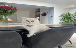 Persian cats for sale: Persian chinchilla  - Image 6