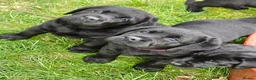 Labrador Retriever dogs for sale: KC Registered- Black Labrador Puppies x 4 - Advert 3
