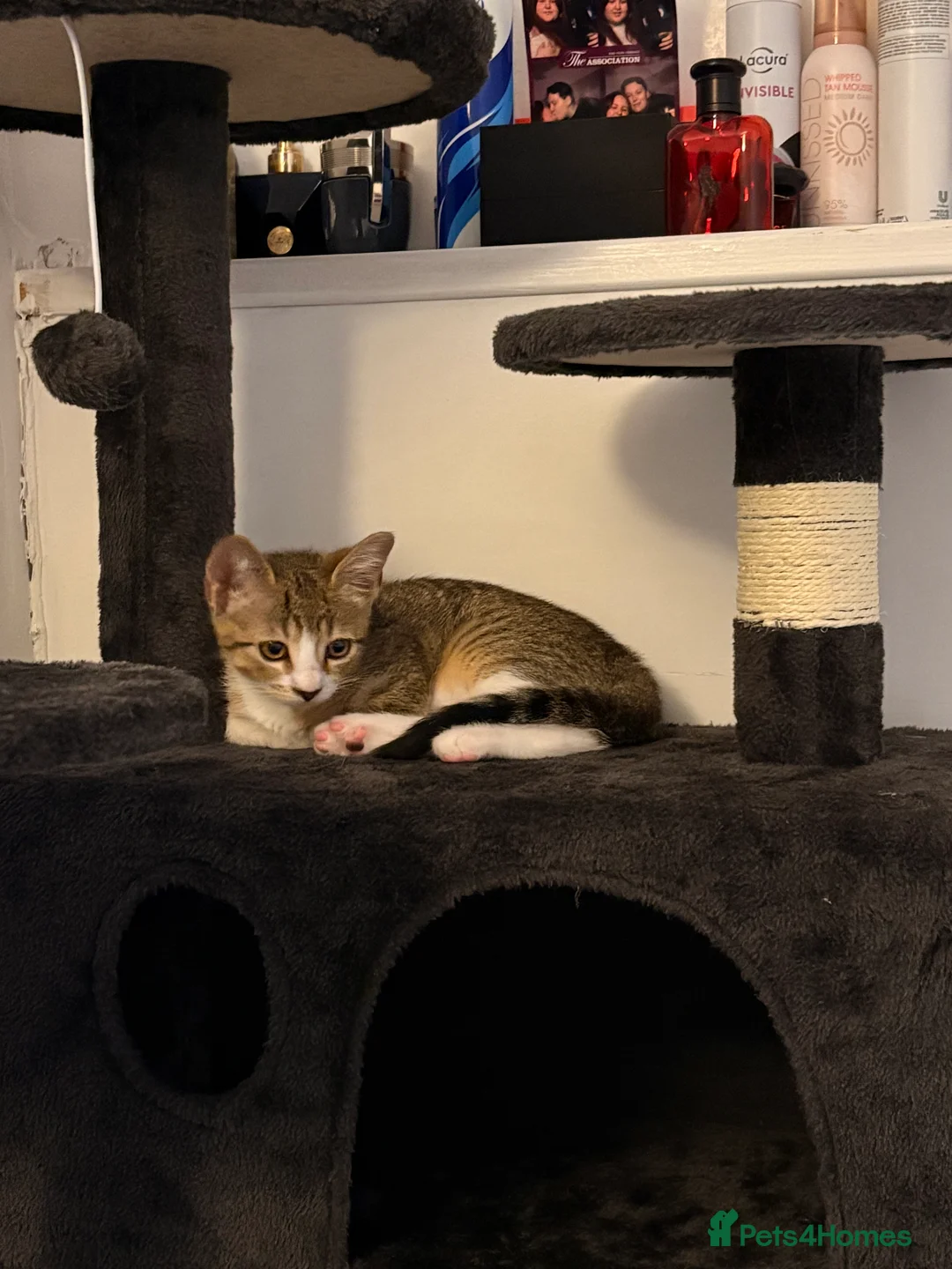Mixed Breed cats for sale: 2 female cats   in Rotherham - Advert 2