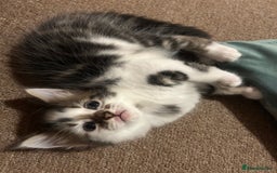 Mixed Breed cats for sale: five beautiful healthy charming kittens - Image 9
