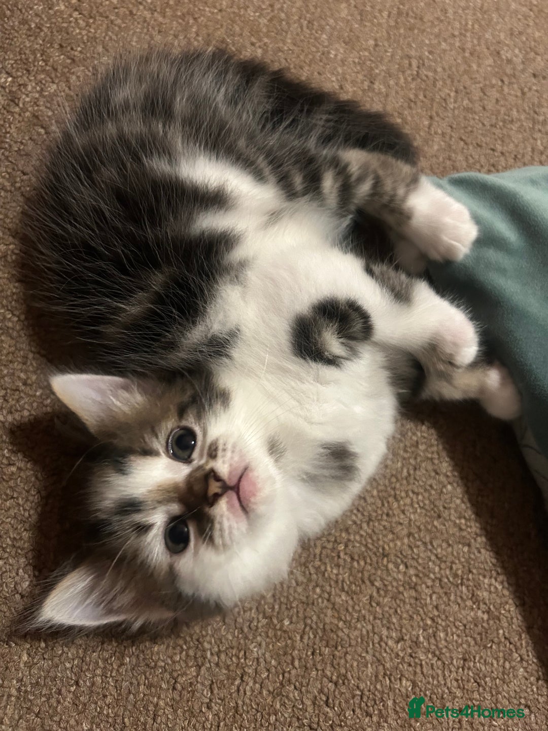 Mixed Breed cats for sale: five beautiful healthy charming kittens - Image 9