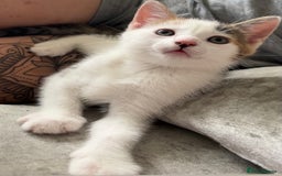 Maine Coon cats for sale: 2 Beautiful Kittens - Image 2