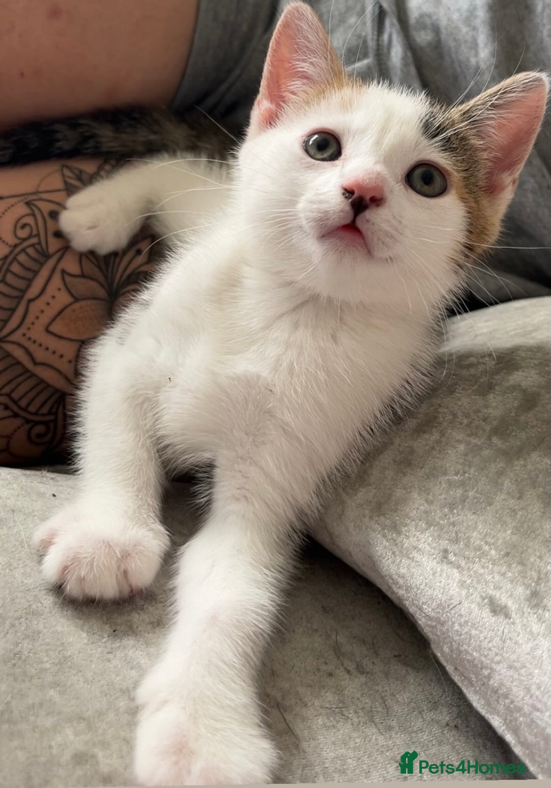 Maine Coon cats for sale: 2 Beautiful Kittens - Image 2