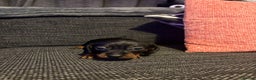Miniature Dachshund dogs for sale: 2 females - Advert 5