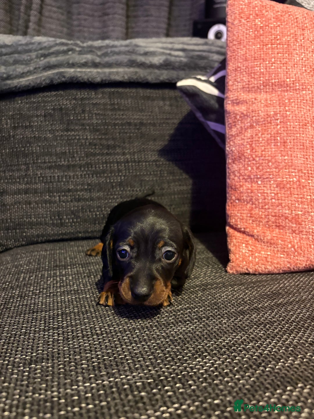 Miniature Dachshund dogs for sale: 2 females - Advert 5