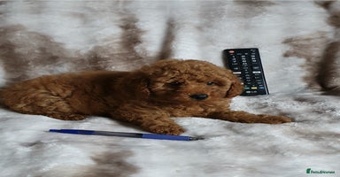 Toy Poodle dogs - Advert 3