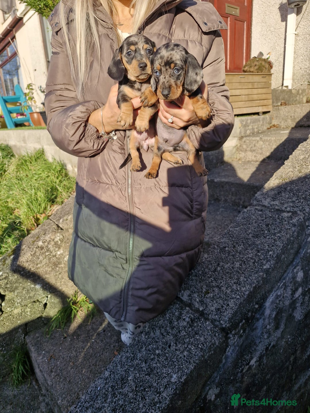 Dachshund dogs for sale: Miniture Silver Dapple Dachshunds - Advert 6