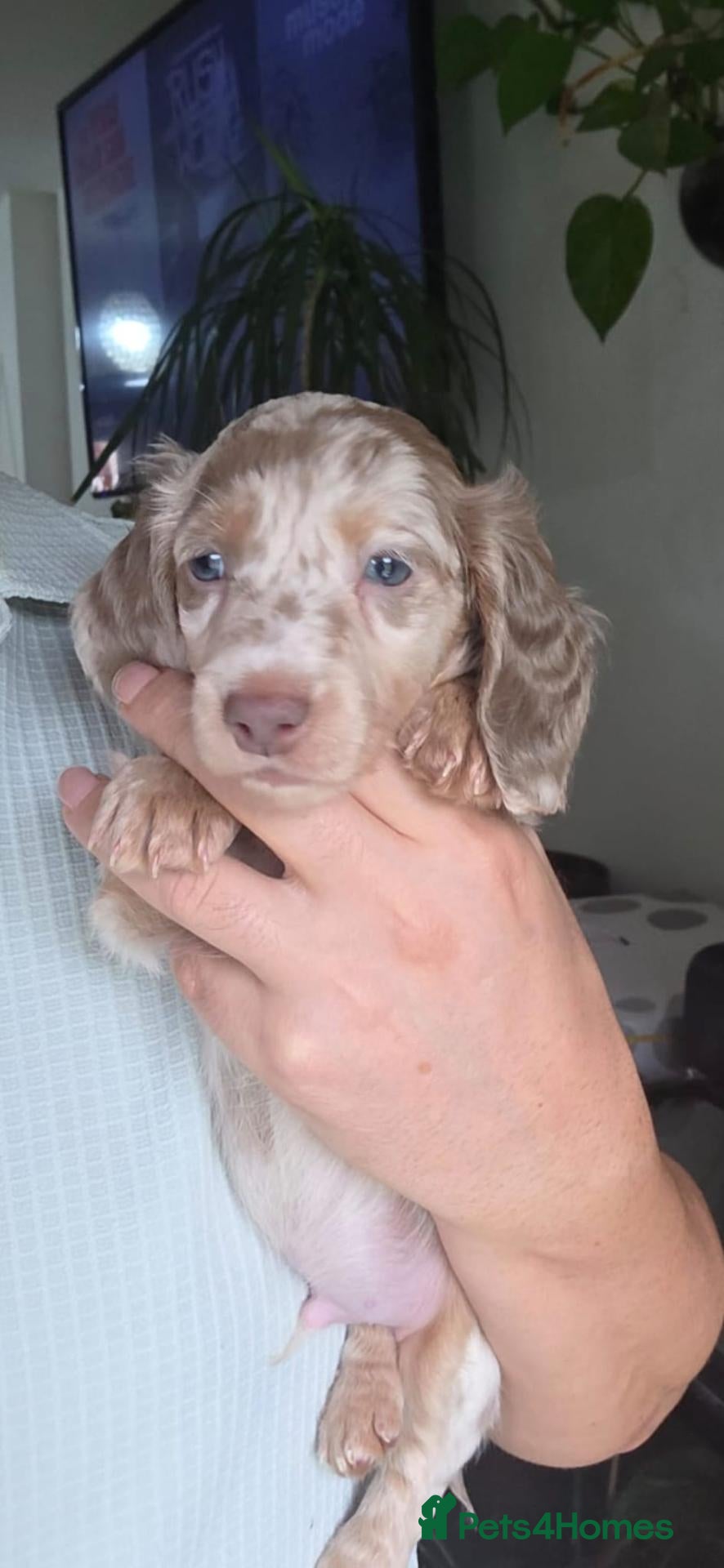 Miniature Dachshund dogs Ready to leave Miniature Longhaired Dachshunds  - Advert 6