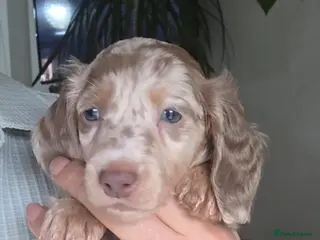 Miniature Dachshund dogs Ready to leave Miniature Longhaired Dachshunds - Advert 6