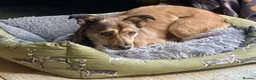 Mixed Breed dogs for adoption: Watson for adoption in Exeter - Advert 3