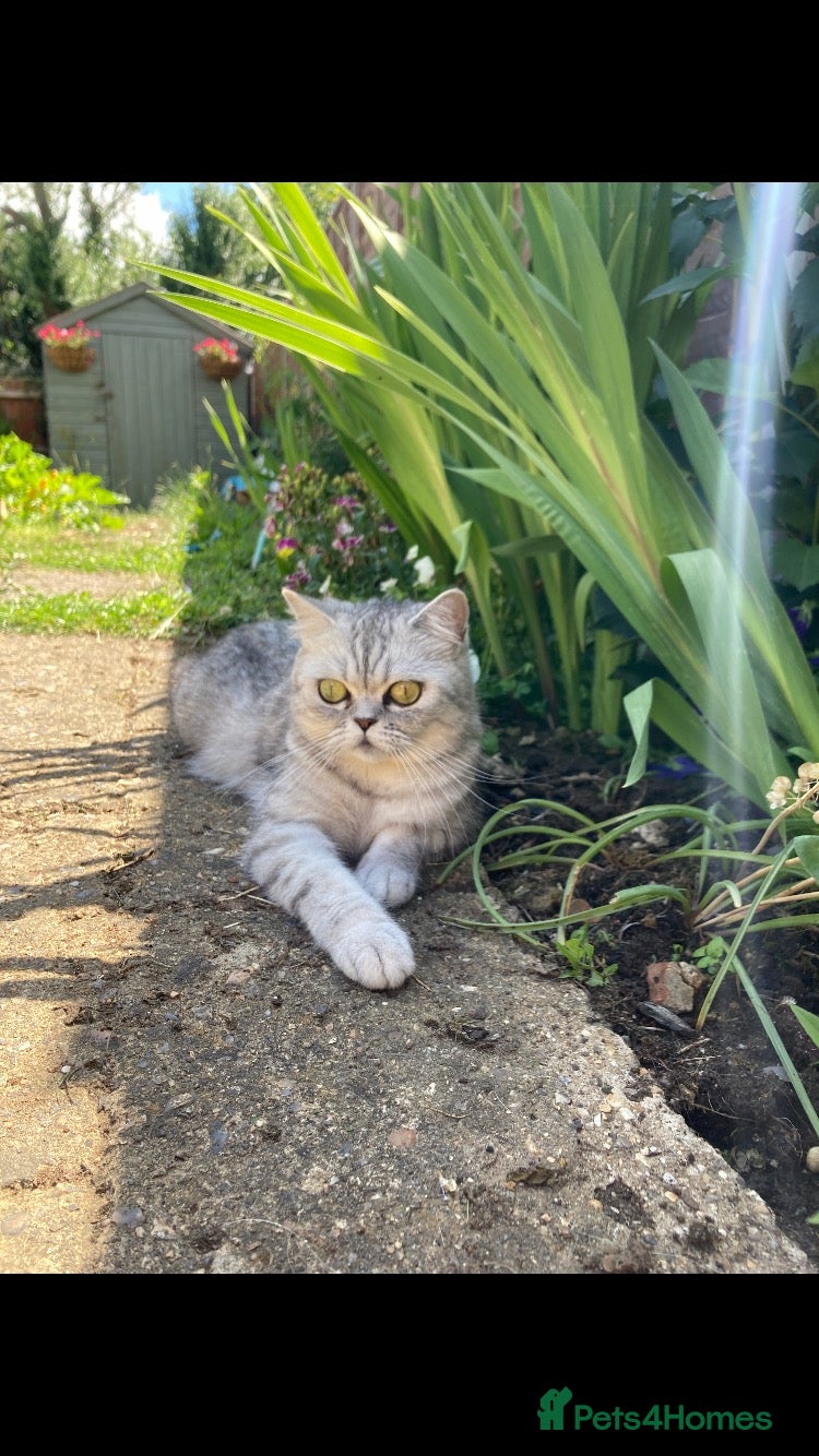Persian cats for sale: Chinchilla Persians  - Advert 1