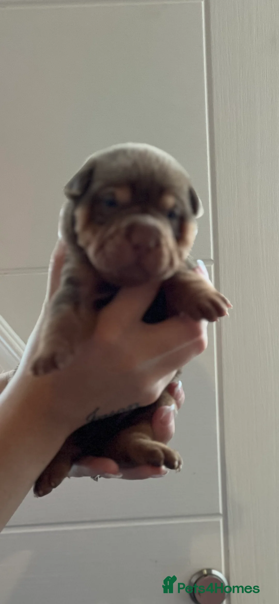 Shar Pei dogs for stud: kc reg health tested bva eye tested  in Sunderland - Advert 14