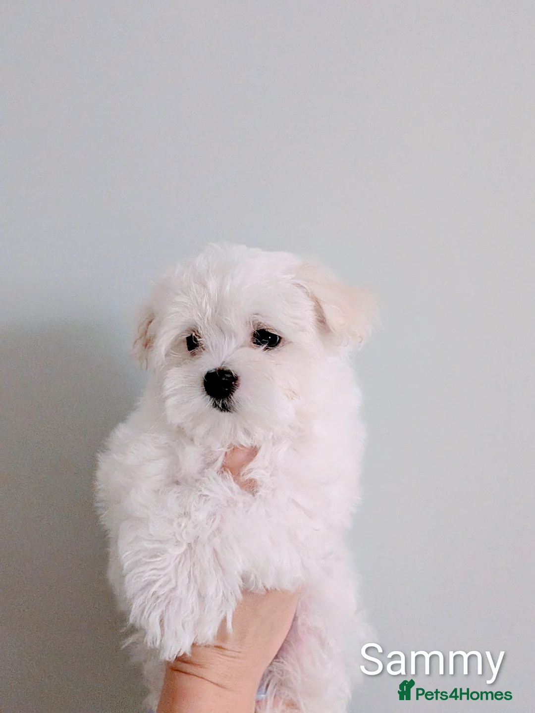 Maltese dogs for sale: Tiny Maltese Boys – KC Registered | Ready Now - Advert 2