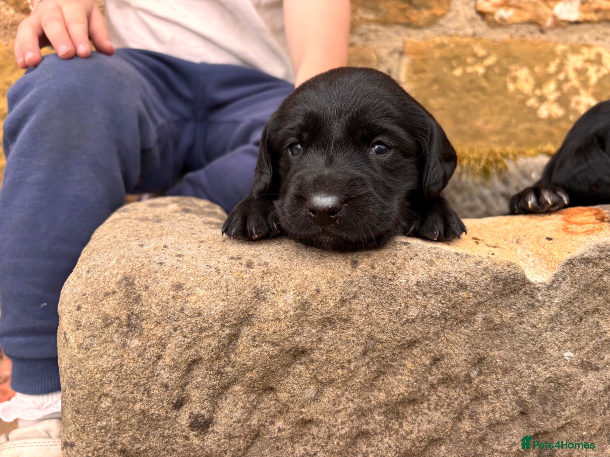 Springador dogs Stunning Springador Pups,super for family/working  - Advert 1