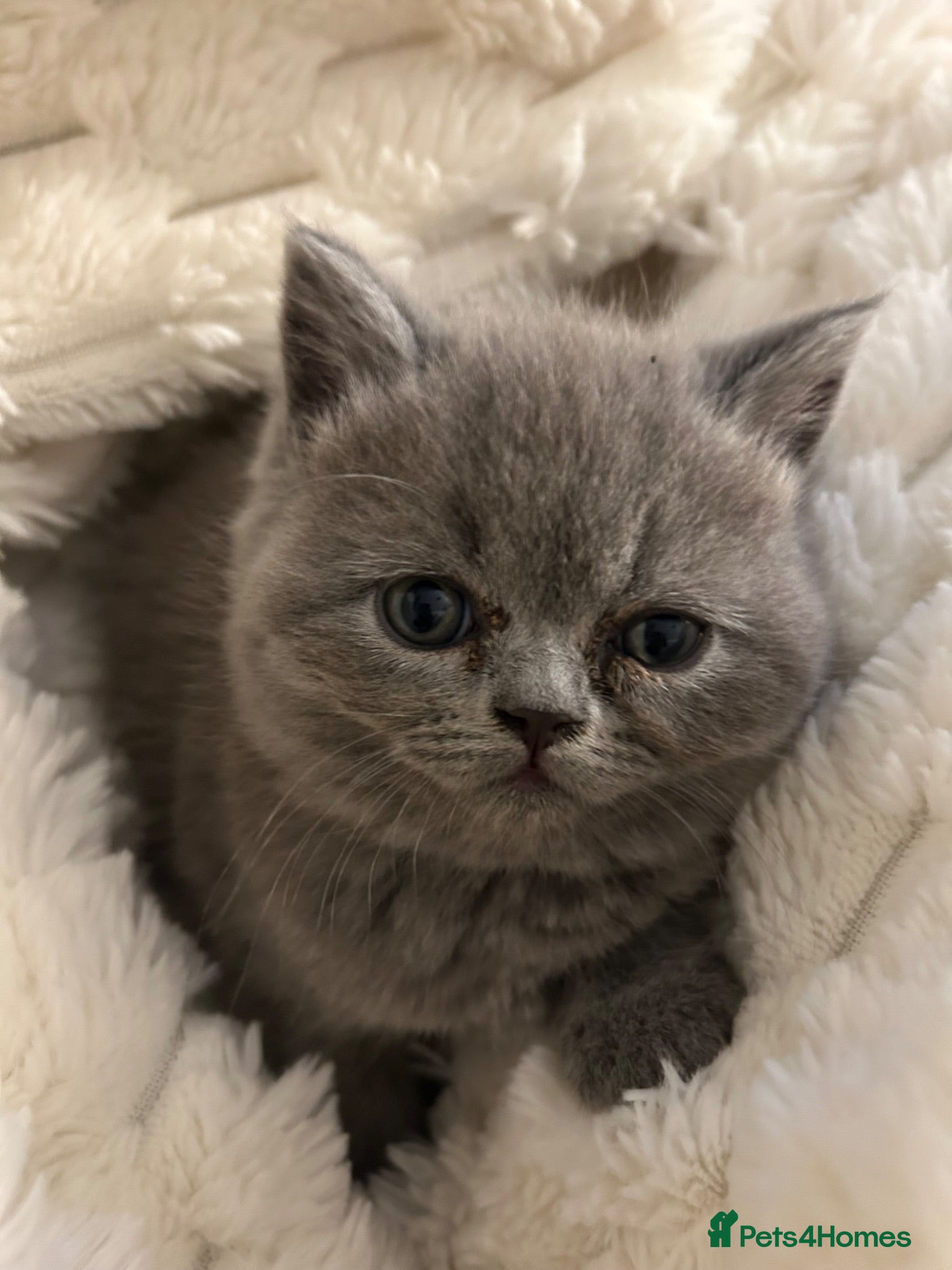 Mixed Breed cats Beautiful British shorthair/persian kittens - Advert 3