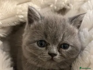 Mixed Breed cats Beautiful British shorthair/persian kittens - Advert 3