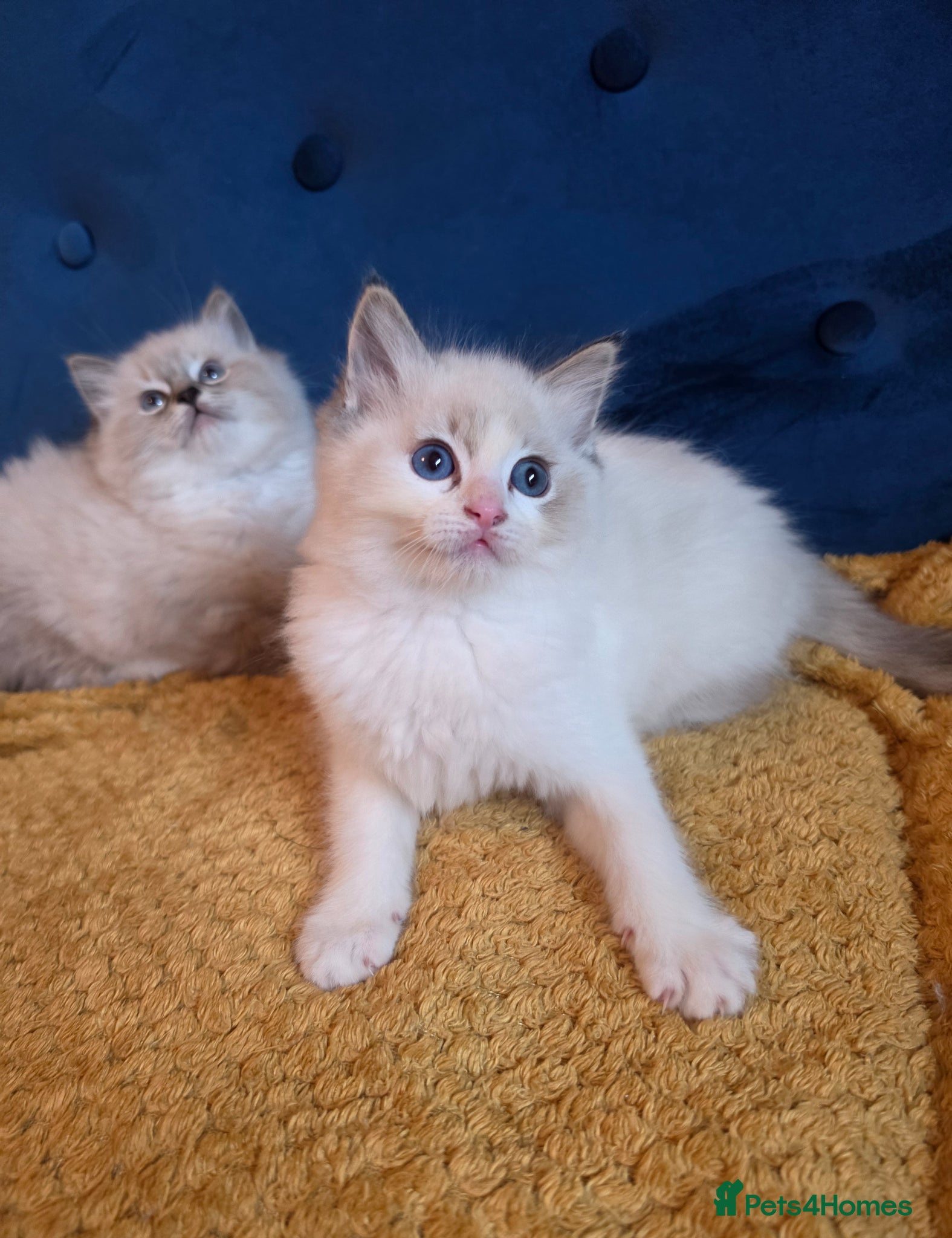 Ragdoll cats GCCF Registered Gorgeous Kittens  - Advert 2