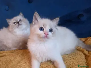 Ragdoll cats GCCF Registered Gorgeous Kittens - Advert 3