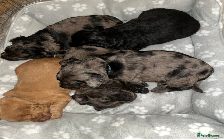 Cockapoo dogs - Advert 5