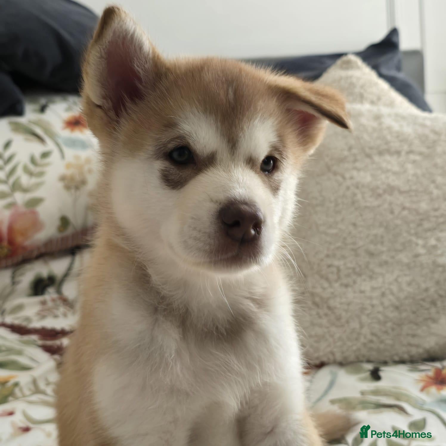 Alaskan Malamute dogs Beautiful Female Alaskan Malamute Puppy - Advert 3