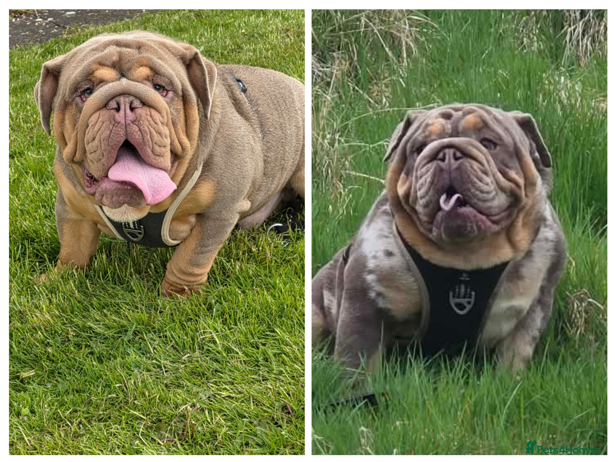English Bulldog dogs British bulldog for stud - Advert 2