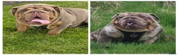 English Bulldog dogs for stud: British bulldog for stud - Advert 1