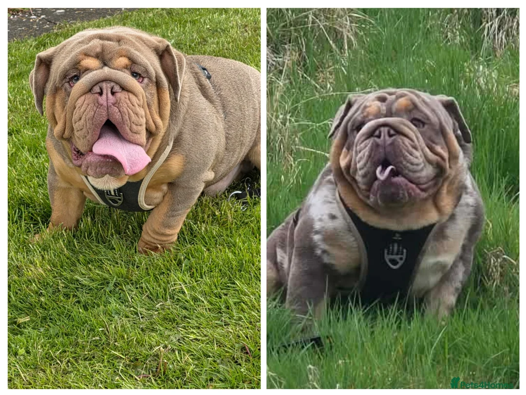 English Bulldog dogs for stud: British bulldog for stud - Advert 1