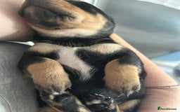 Mixed Breed dogs for sale: Husky cross dashound rare breed  - Image 17